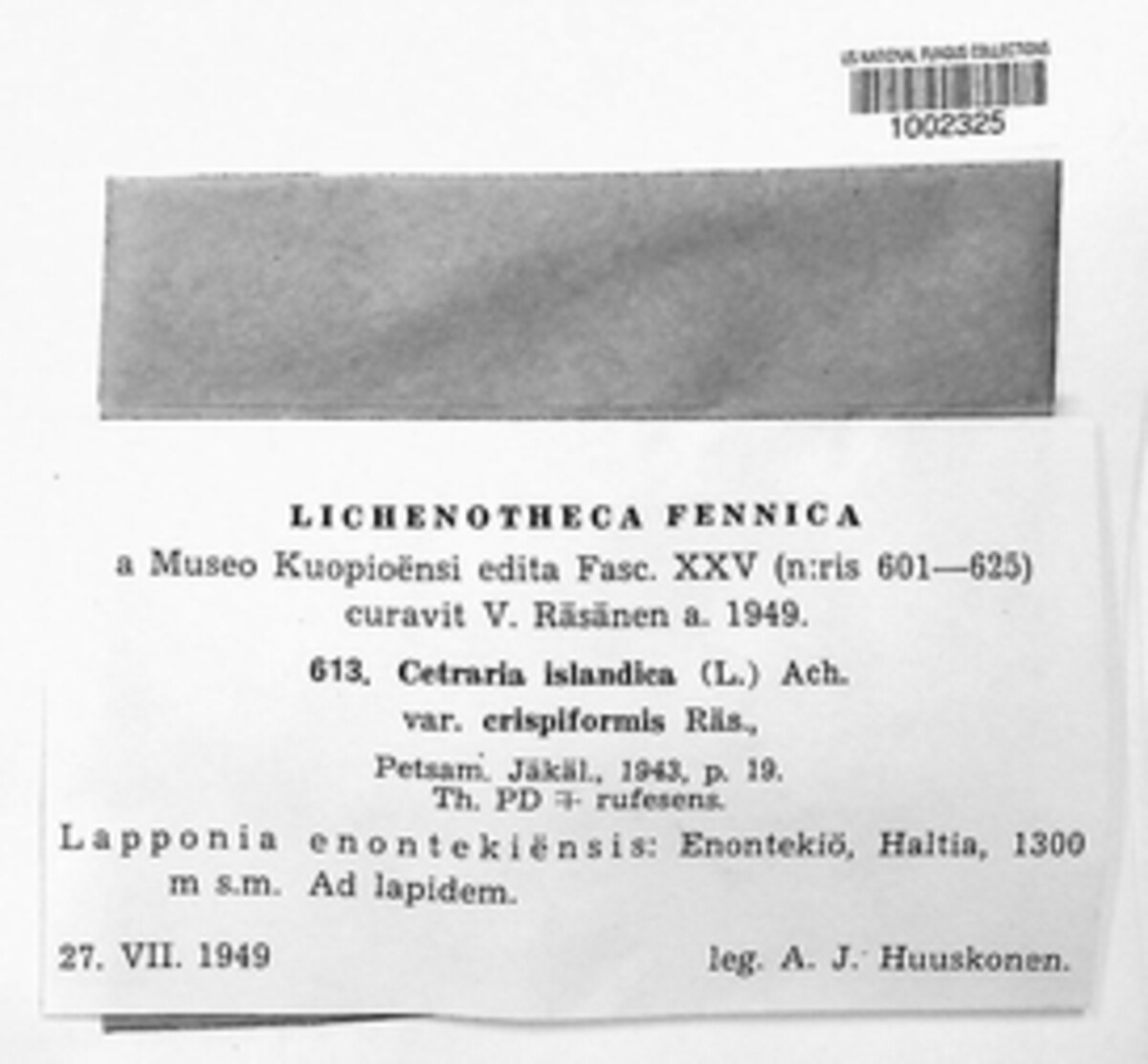 Cetraria islandica var. crispiformis image